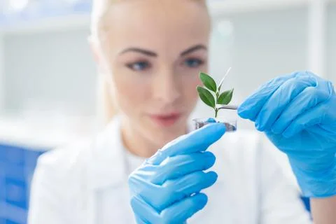 Selective focus of a plant being put into soil Stock Photos