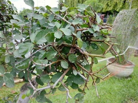 Selective focus of plant leaf Stock Photos