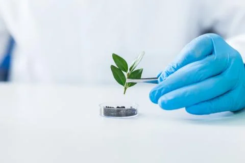 Selective focus of a plant Stock Photos