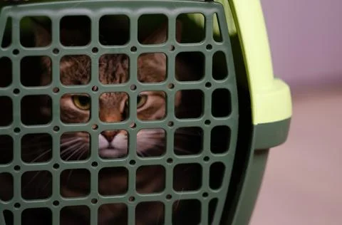 Selective focus on plastic cage carrying for cat. Frightened evil brown cat. Stock Photos