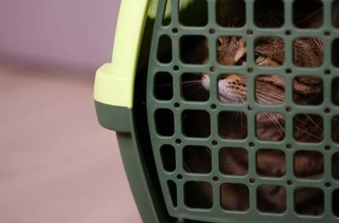 Selective focus on plastic cage carrying for cat. Frightened evil brown cat. Stock Photos