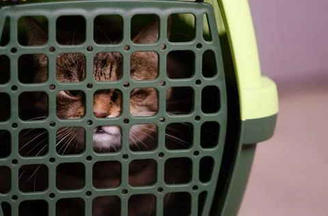 Selective focus on plastic cage carrying for cat. Frightened evil brown cat. Foto stock