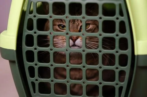 Selective focus on plastic cage carrying for cat. Frightened evil brown cat. Stock Photos