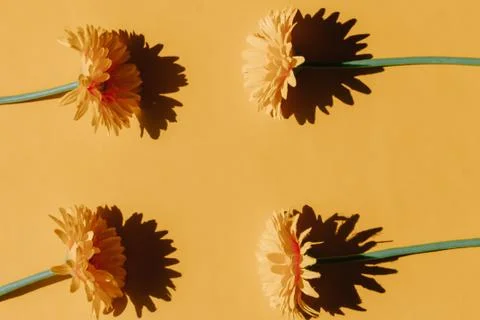 Selective focus of plastic sunflowers on orange background. Concept of onset  Stock Photos