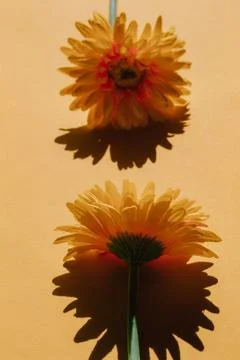 Selective focus of plastic sunflowers on orange background. Concept of onset  Stock Photos
