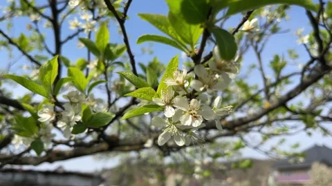 Selective focus plum tree blossoms in spring garden Stock Footage 334328369