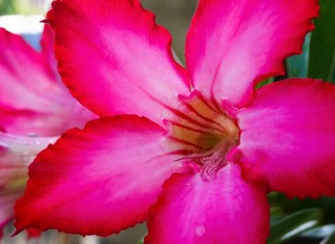 Selective focus pollen of desert rose pink color and beautiful in the gardern Stock Photos