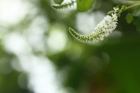 Selective focus of pollen have copy space Stock Photos