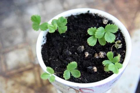 Selective focus at the pot with small strawberry plants Stock Photos