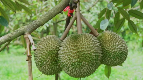Selective focus on premium volcanic durian fruit hanging on tree tropical garden Stock Footage 340834238