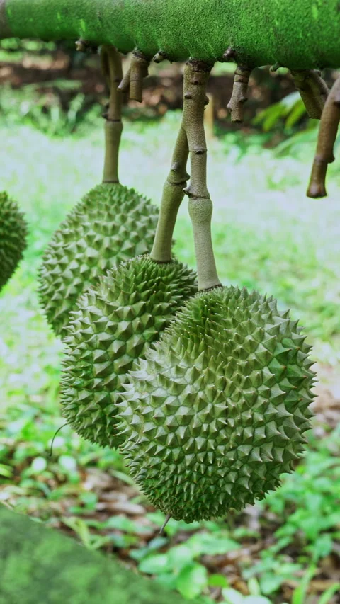 Selective focus on premium volcanic durian fruit hanging on tree tropical garden Stock Footage 340834239
