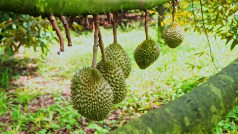 Selective focus on premium volcanic durian fruit hanging on tree tropical garden Stock Footage 340834240