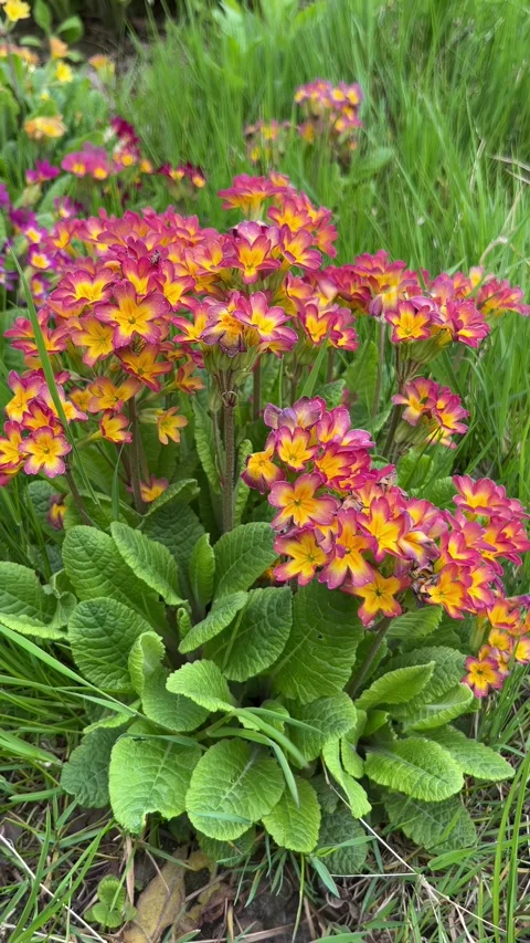 Selective focus primrose flowers with green leaves Stock Footage 334328626