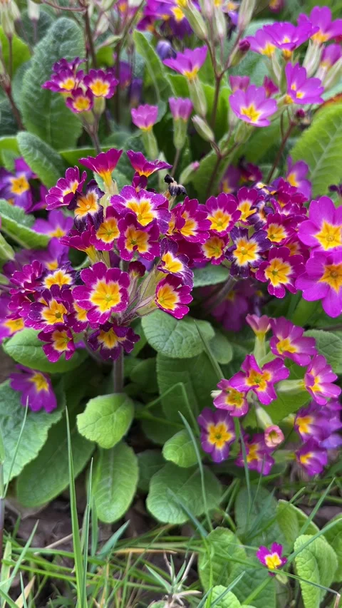 Selective focus primrose flowers in soft sunlight Stock Footage 334328664