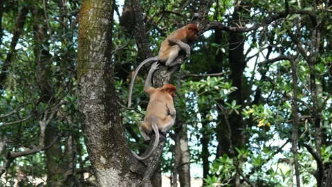 Selective focus proboscis monkey in the wild, sitting on tree, at mangrove fores Stock Footage 255536648