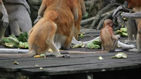Selective focus proboscis monkey in the wild, sitting on tree, at mangrove fores Stock Footage 256396128