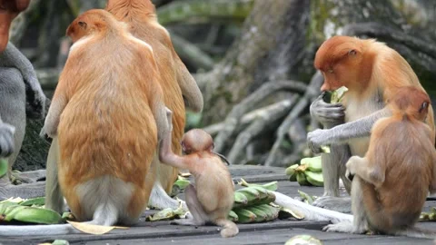 Selective focus proboscis monkey in the wild, sitting on tree, at mangrove fores Stock Footage 256396556