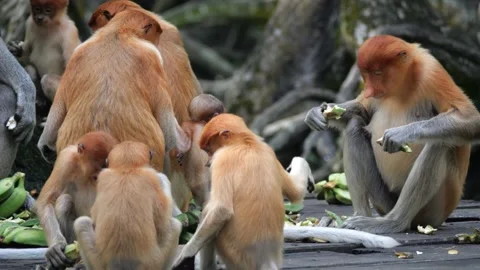 Selective focus proboscis monkey in the wild, sitting on tree, at mangrove fores Stock Footage 256396771