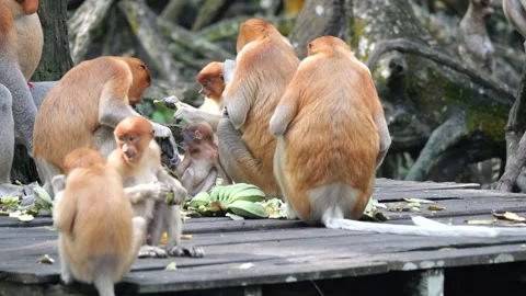Selective focus proboscis monkey in the wild, sitting on tree, at mangrove fores 動画素材 256396959