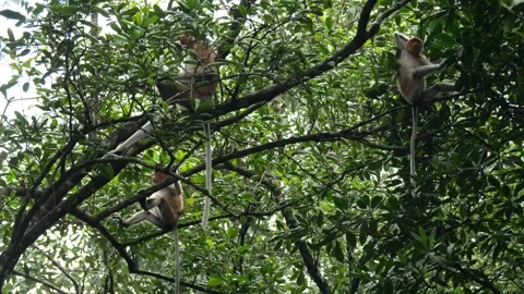Selective focus proboscis monkey in the wild, sitting on tree, at mangrove fores Stock Footage 256615433