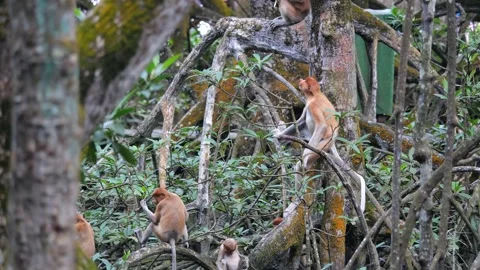Selective focus proboscis monkey in the wild, sitting on tree, at mangrove fores Stock Footage 256615489