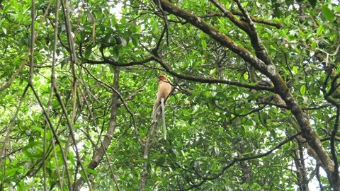 Selective focus proboscis monkey in the wild, sitting on tree, at mangrove fores Stock Footage 256615535
