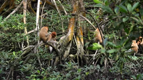 Selective focus proboscis monkey in the wild, sitting on tree, at mangrove fores Stock Footage 256615615