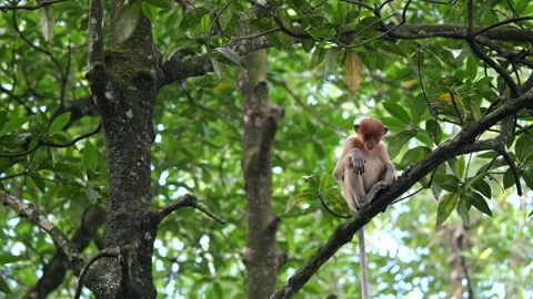 Selective focus proboscis monkey in the wild, sitting on tree, at mangrove fores Stock Footage 258868485