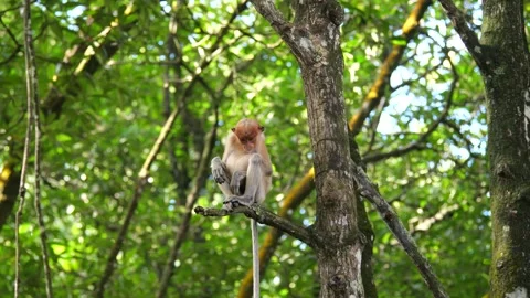 Selective focus proboscis monkey in the wild, sitting on tree, at mangrove fores Stock Footage 258868779
