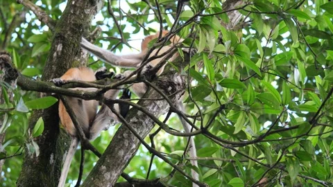 Selective focus proboscis monkey in the wild, sitting on tree, at mangrove fores Stock Footage 258869035