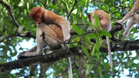 Selective focus proboscis monkey in the wild, sitting on tree, at mangrove fores Stock Footage 258869223