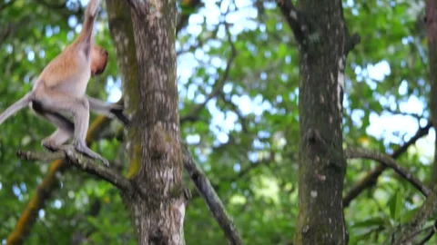 Selective focus proboscis monkey in the wild, sitting on tree, at mangrove fores Stock Footage 258869982