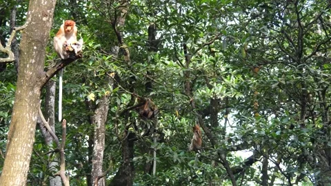 Selective focus proboscis monkey in the wild, sitting on tree, at mangrove fores Stock Footage 265815074
