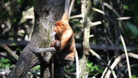Selective focus proboscis monkey in the wild, sitting on tree, at mangrove fores Stock Footage 265815129