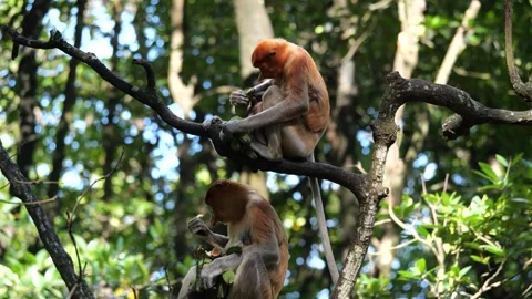 Selective focus proboscis monkey in the wild, sitting on tree, at mangrove fores Stock Footage 265815778