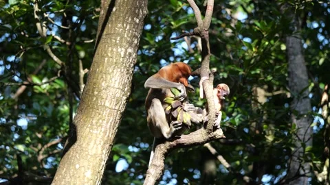 Selective focus proboscis monkey in the wild, sitting on tree, at mangrove fores Stock Footage 265815913