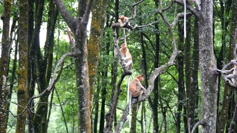 Selective focus proboscis monkey in the wild, sitting on tree, at mangrove fores Stock Footage 266192080
