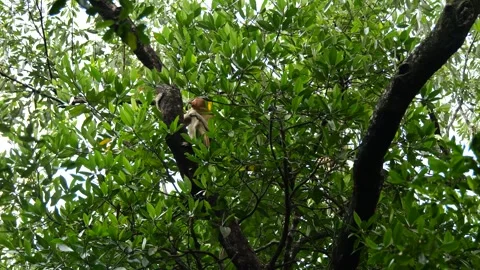 Selective focus proboscis monkey in the wild, sitting on tree, at mangrove fores Stock Footage 267626286