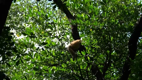 Selective focus proboscis monkey in the wild, sitting on tree, at mangrove fores Stock Footage 267626983