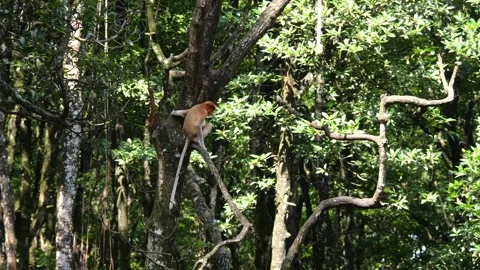 Selective focus proboscis monkey in the wild, sitting on tree, at mangrove fores Stock Footage 267627985
