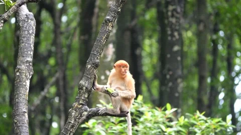 Selective focus proboscis monkey in the wild, sitting on tree, at mangrove fores Stock Footage 272549585