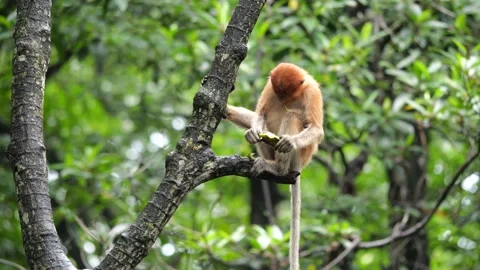 Selective focus proboscis monkey in the wild, sitting on tree, at mangrove fores Stock Footage 272549887