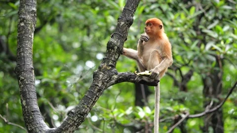Selective focus proboscis monkey in the wild, sitting on tree, at mangrove fores Stock Footage 272549895