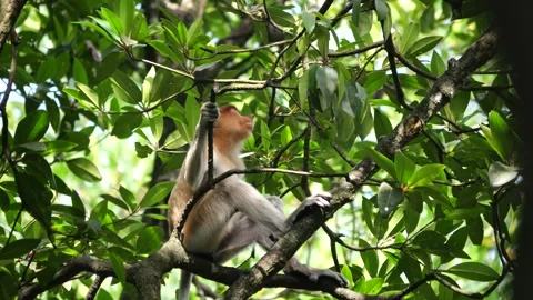 Selective focus proboscis monkey in the wild, sitting on tree, at mangrove fores Stock Footage 273266849