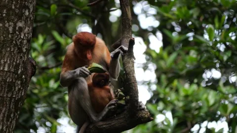 Selective focus proboscis monkey in the wild, sitting on tree, at mangrove fores Stock Footage 273268761