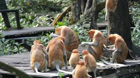 Selective focus proboscis monkey in the wild, sitting on tree, at mangrove fores Stock Footage 310418739