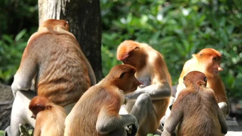 Selective focus proboscis monkey in the wild, sitting on tree, at mangrove fores Stock Footage 310419254