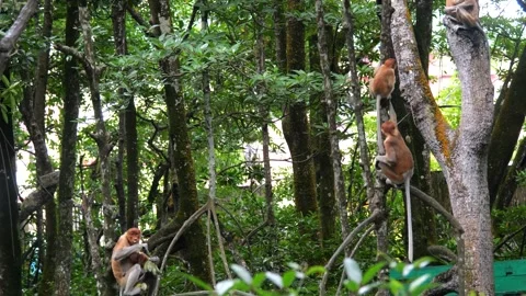 Selective focus proboscis monkey in the wild, sitting on tree, at mangrove fores Stock Footage 328553521
