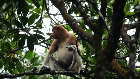 Selective focus proboscis monkey in the wild, sitting on tree, at mangrove fores Stock Footage 333100364