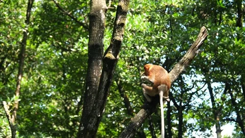 Selective focus proboscis monkey in the wild, sitting on tree, at mangrove fores Stock Footage 335112672